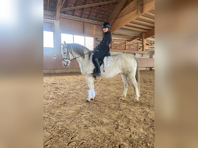 Deutsches Reitpony Stute 13 Jahre 142 cm Schimmel in Aalen