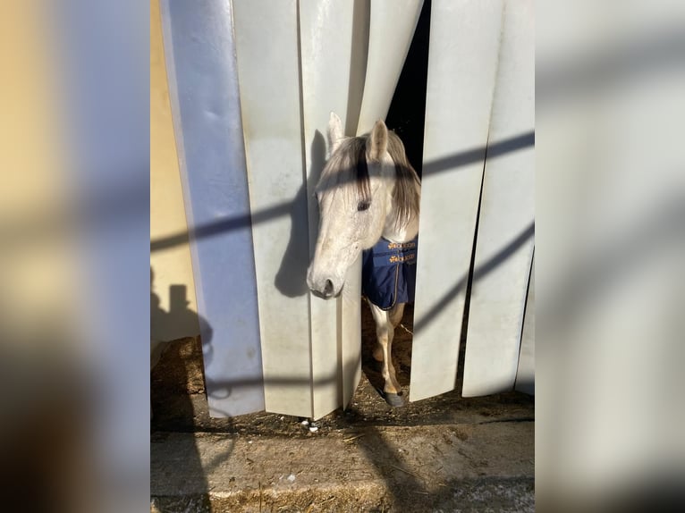 Deutsches Reitpony Stute 13 Jahre 142 cm Schimmel in Aalen