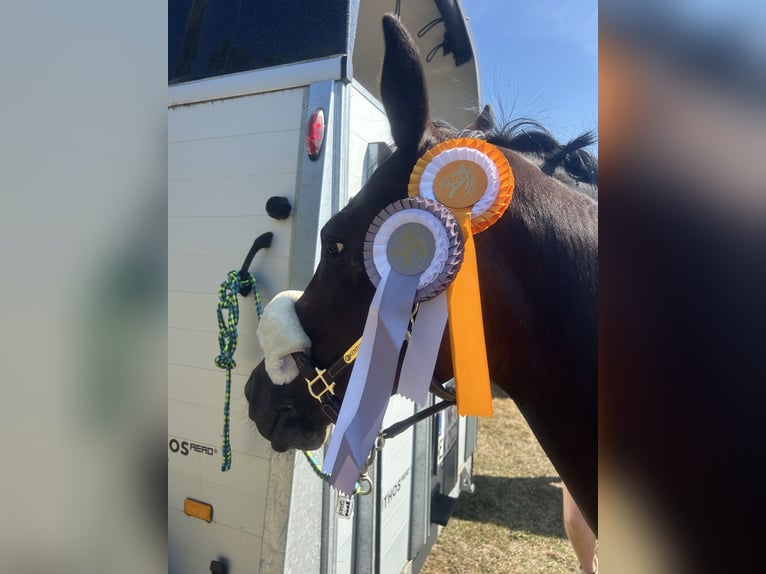 Deutsches Reitpony Stute 13 Jahre 143 cm Brauner in Kolkwitz