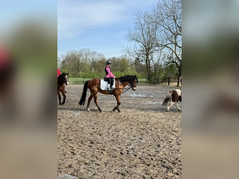 Deutsches Reitpony Stute 13 Jahre 143 cm Brauner in OvelgönneOvelgönne