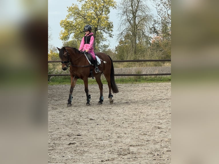 Deutsches Reitpony Stute 13 Jahre 143 cm Brauner in OvelgönneOvelgönne