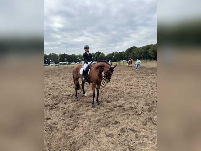 Deutsches Reitpony Stute 13 Jahre 143 cm Brauner in OvelgönneOvelgönne