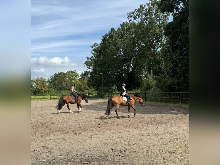 Deutsches Reitpony Stute 13 Jahre 143 cm Brauner in OvelgönneOvelgönne