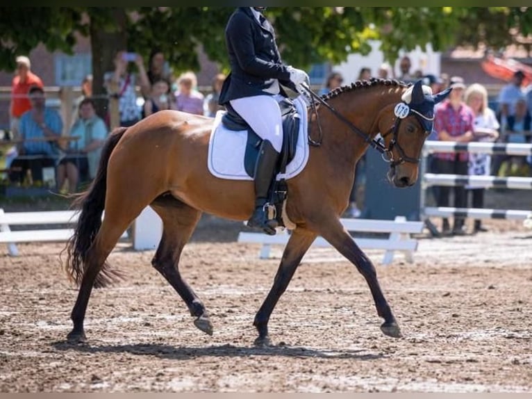 Deutsches Reitpony Stute 13 Jahre 143 cm Brauner in Rheda-Wiedenbrück