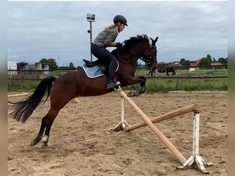 Deutsches Reitpony Stute 13 Jahre 143 cm Brauner in Rheda-Wiedenbrück