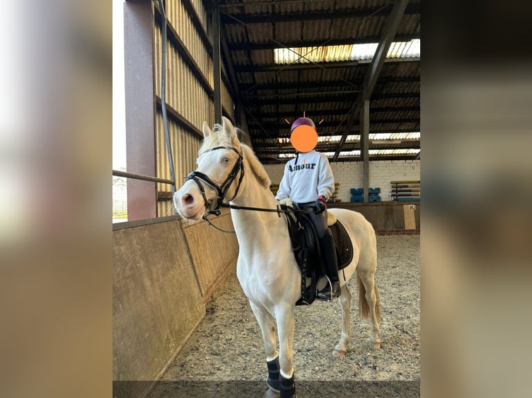 Deutsches Reitpony Stute 13 Jahre 143 cm Cremello in Halbemond