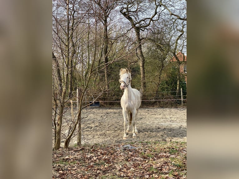 Deutsches Reitpony Stute 13 Jahre 143 cm Cremello in Halbemond