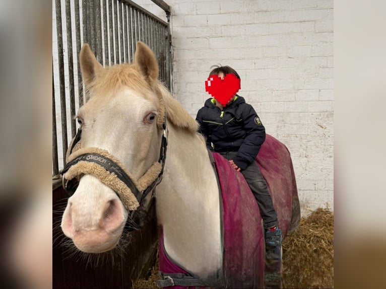 Deutsches Reitpony Stute 13 Jahre 143 cm Cremello in Halbemond