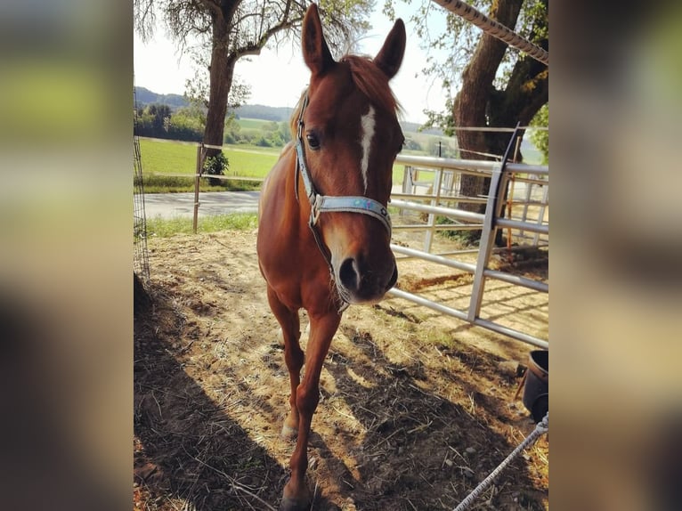 Deutsches Reitpony Stute 13 Jahre 143 cm Fuchs in Ober-Grafendorf