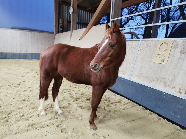 Deutsches Reitpony Stute 13 Jahre 143 cm Fuchs in Ober-Grafendorf