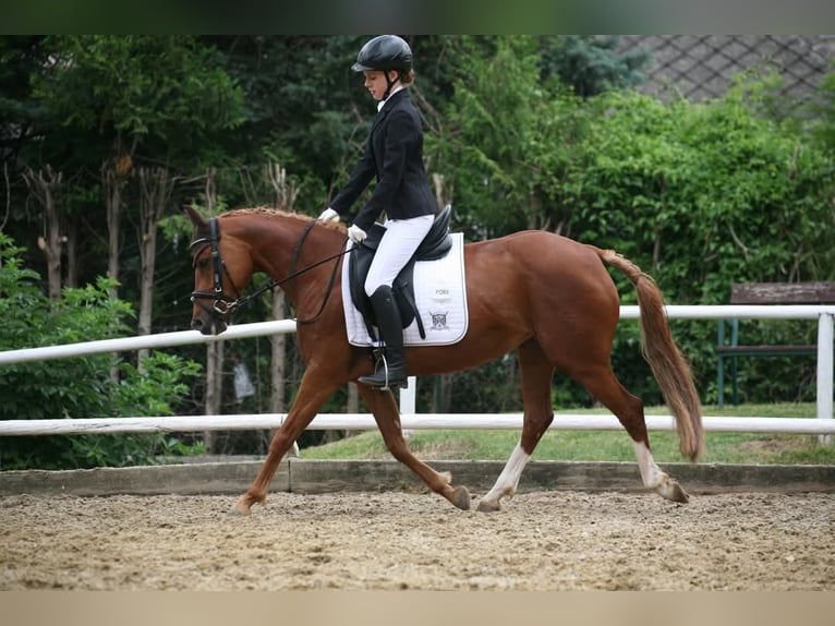 Deutsches Reitpony Stute 13 Jahre 143 cm Fuchs in Ober-Grafendorf
