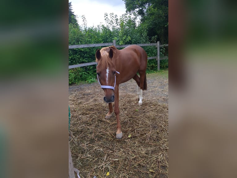 Deutsches Reitpony Stute 13 Jahre 143 cm Fuchs in St. Veit  an der G&#xF6;lsen