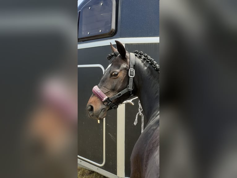 Deutsches Reitpony Stute 13 Jahre 143 cm Schwarzbrauner in Brombachtal