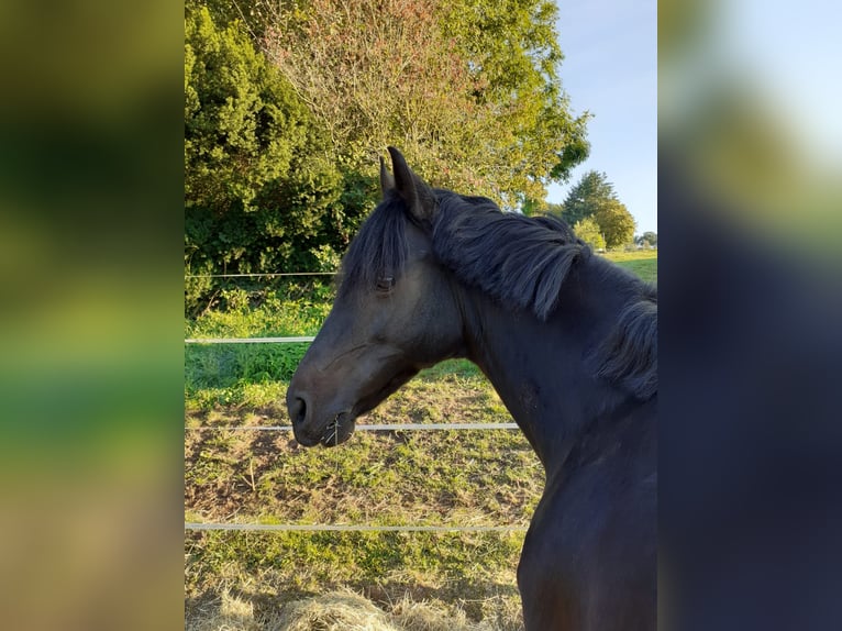 Deutsches Reitpony Stute 13 Jahre 143 cm Schwarzbrauner in Brombachtal