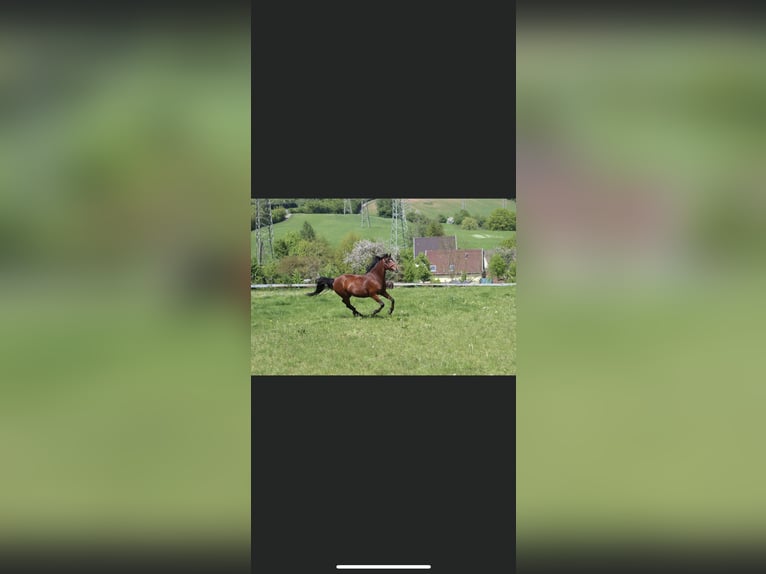 Deutsches Reitpony Stute 13 Jahre 144 cm Brauner in Schiffweiler