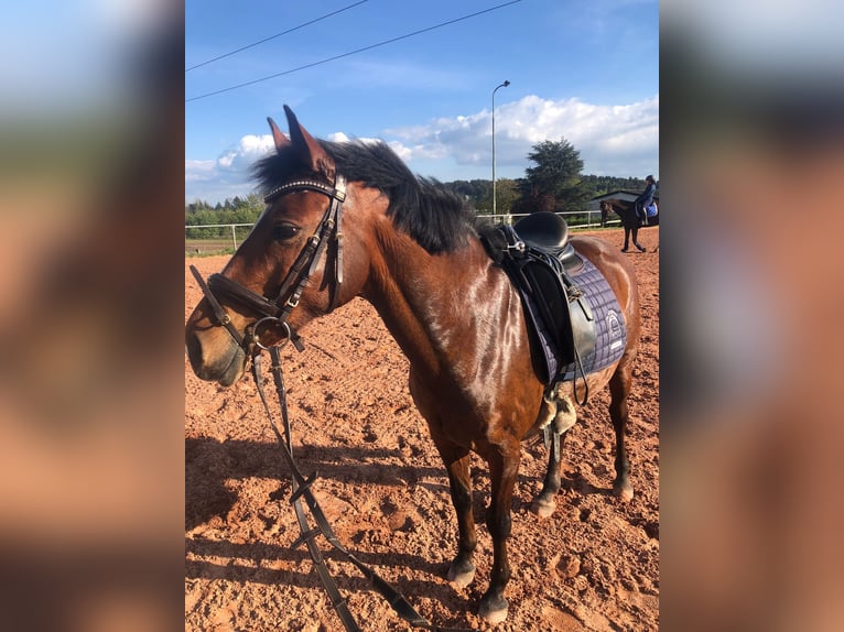Deutsches Reitpony Stute 13 Jahre 144 cm Brauner in Schiffweiler