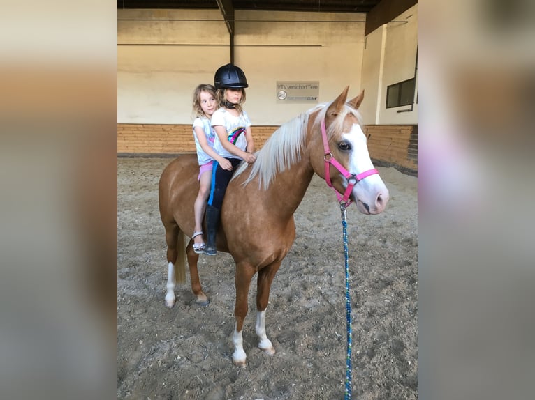 Deutsches Reitpony Stute 13 Jahre 144 cm in Stromberg