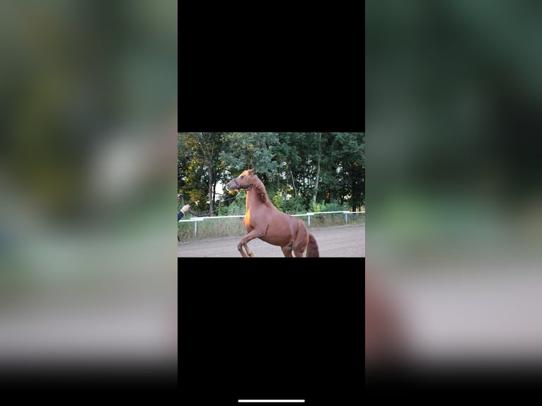 Deutsches Reitpony Mix Stute 13 Jahre 144 cm Fuchs in Bogen