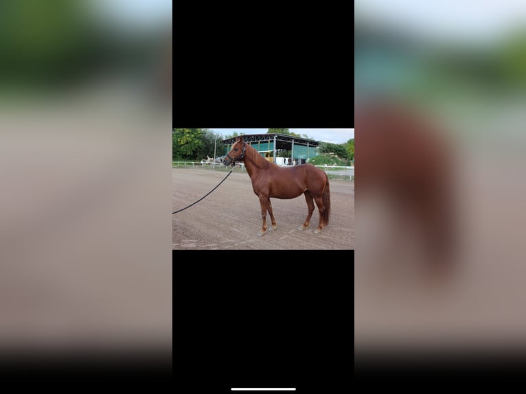 Deutsches Reitpony Mix Stute 13 Jahre 144 cm Fuchs in Bogen