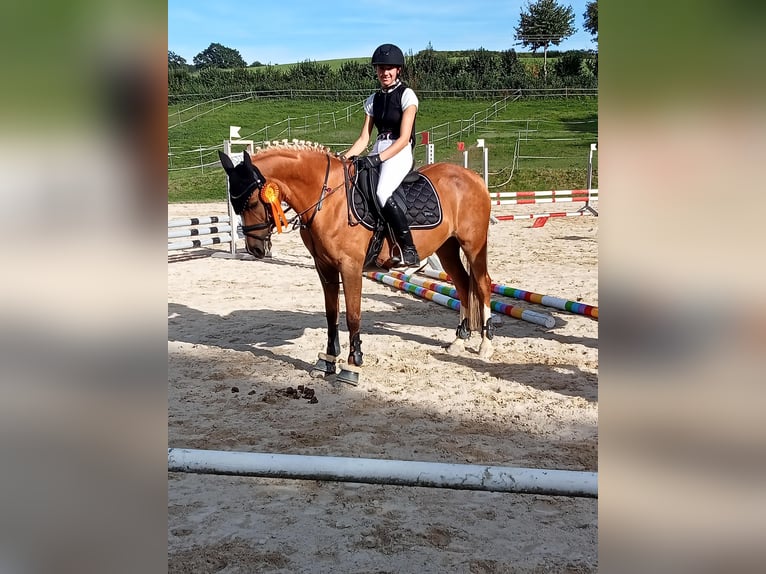 Deutsches Reitpony Stute 13 Jahre 144 cm Palomino in Johanniskirchen
