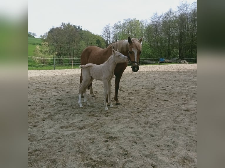Deutsches Reitpony Stute 13 Jahre 144 cm Palomino in Johanniskirchen