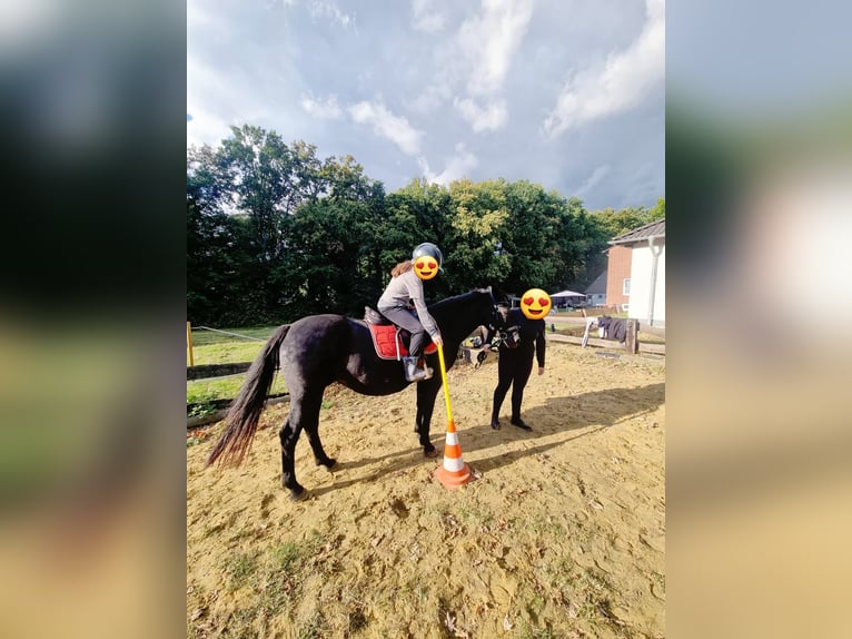Deutsches Reitpony Mix Stute 13 Jahre 144 cm Rappe in Bottrop