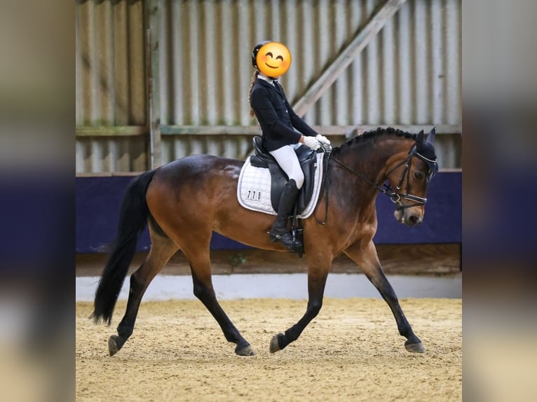 Deutsches Reitpony Mix Stute 13 Jahre 145 cm Brauner in Hamminkeln
