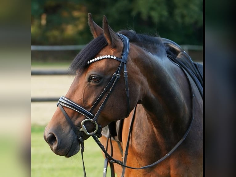 Deutsches Reitpony Mix Stute 13 Jahre 145 cm Brauner in Hamminkeln