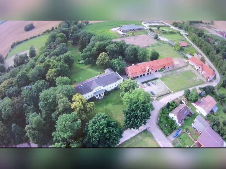 Deutsches Reitpony Stute 13 Jahre 145 cm Brauner in KrackowKrackow