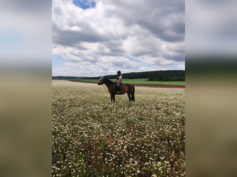 Deutsches Reitpony Stute 13 Jahre 146 cm Brauner in Bad Neustadt an der Saale