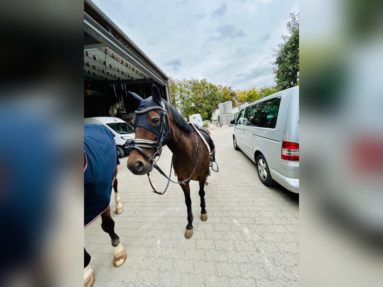 Deutsches Reitpony Stute 13 Jahre 146 cm Brauner in Bad Neustadt an der Saale
