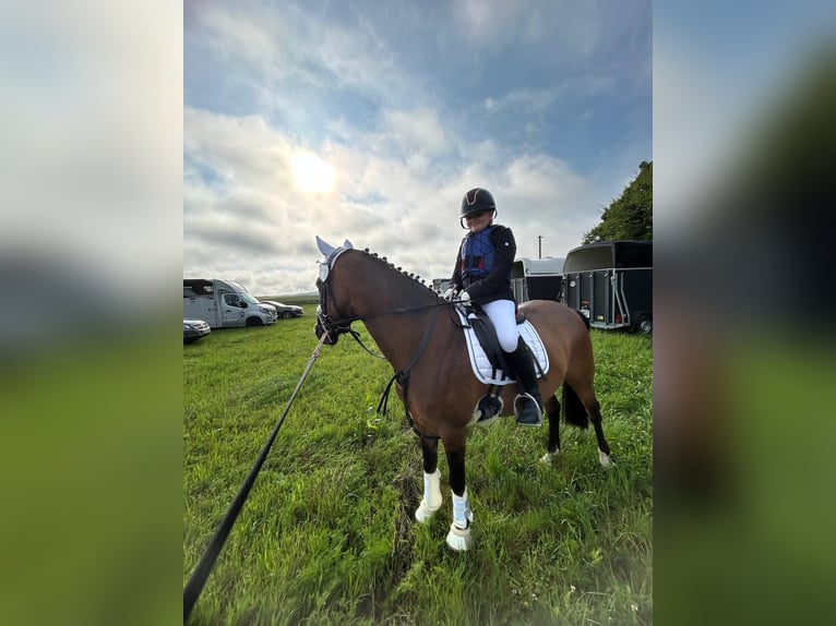 Deutsches Reitpony Stute 13 Jahre 146 cm Brauner in Bad Neustadt an der Saale