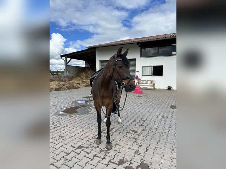 Deutsches Reitpony Stute 13 Jahre 146 cm Brauner in Bad Neustadt an der Saale