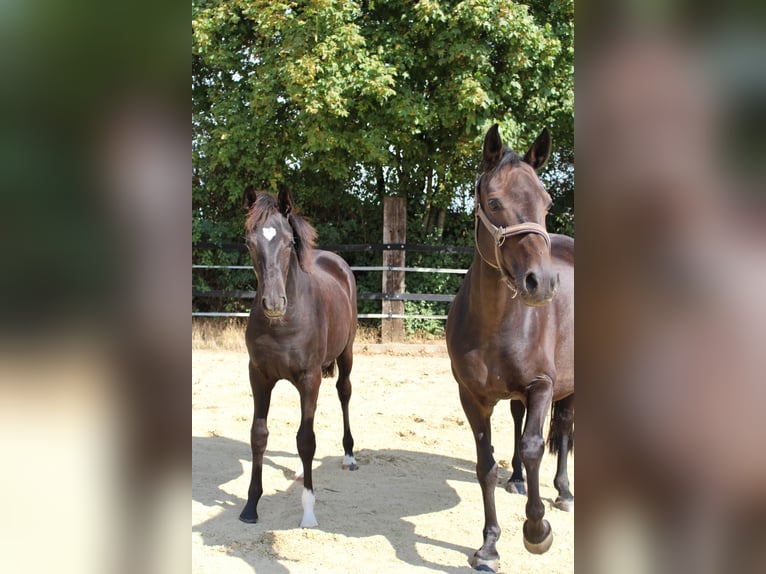 Deutsches Reitpony Stute 13 Jahre 146 cm Dunkelbrauner in Olfen