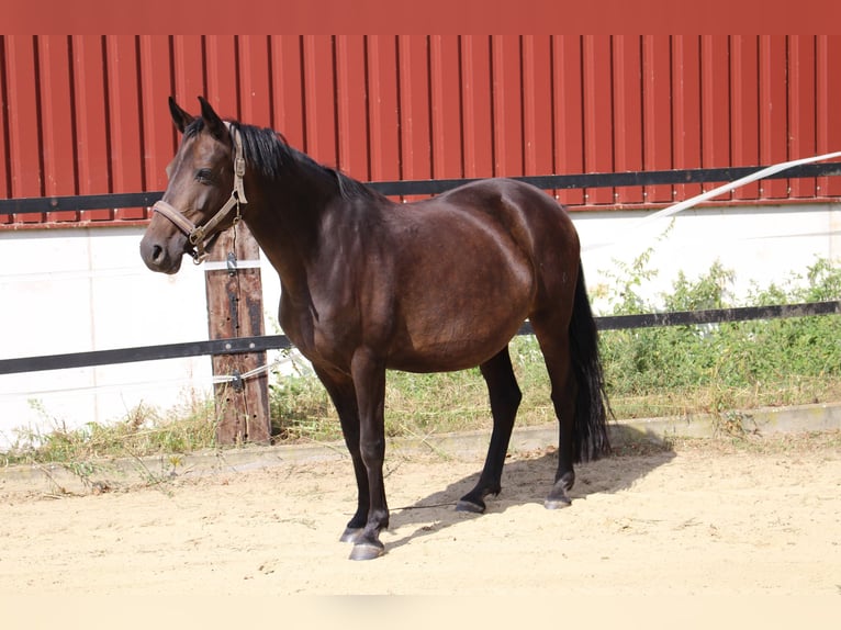 Deutsches Reitpony Stute 13 Jahre 146 cm Dunkelbrauner in Olfen