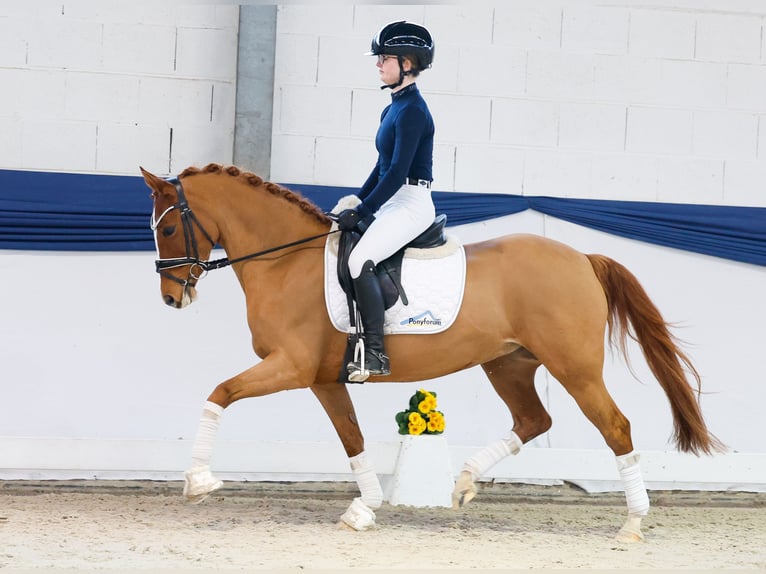 Deutsches Reitpony Stute 13 Jahre 146 cm Fuchs in Marsberg