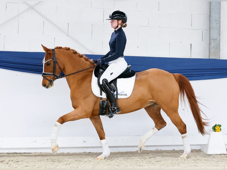 Deutsches Reitpony Stute 13 Jahre 146 cm Fuchs in Marsberg