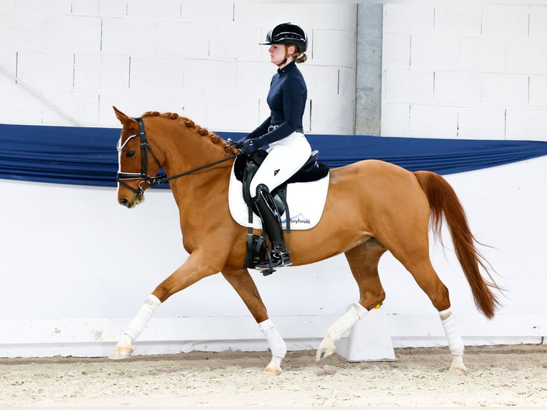 Deutsches Reitpony Stute 13 Jahre 146 cm Fuchs in Marsberg