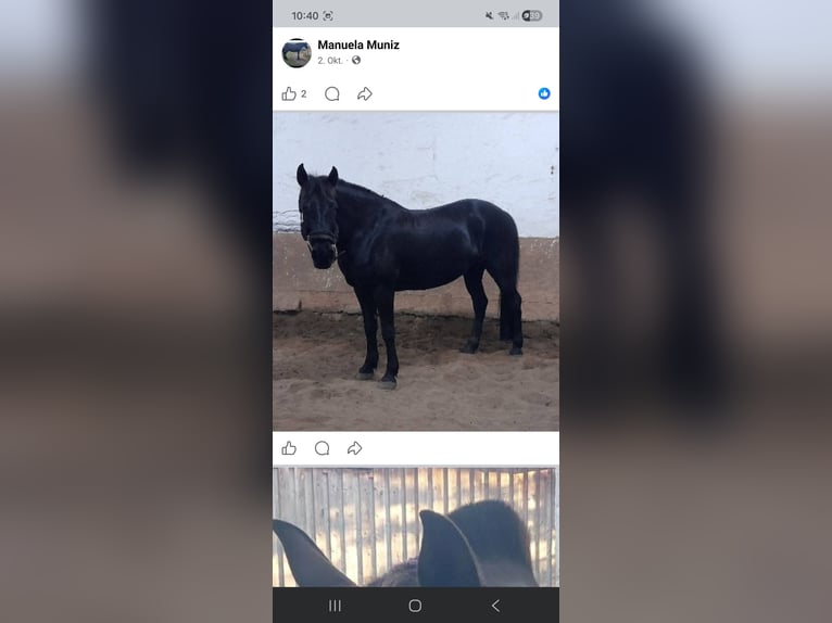 Deutsches Reitpony Stute 13 Jahre 147 cm in Born am Darß