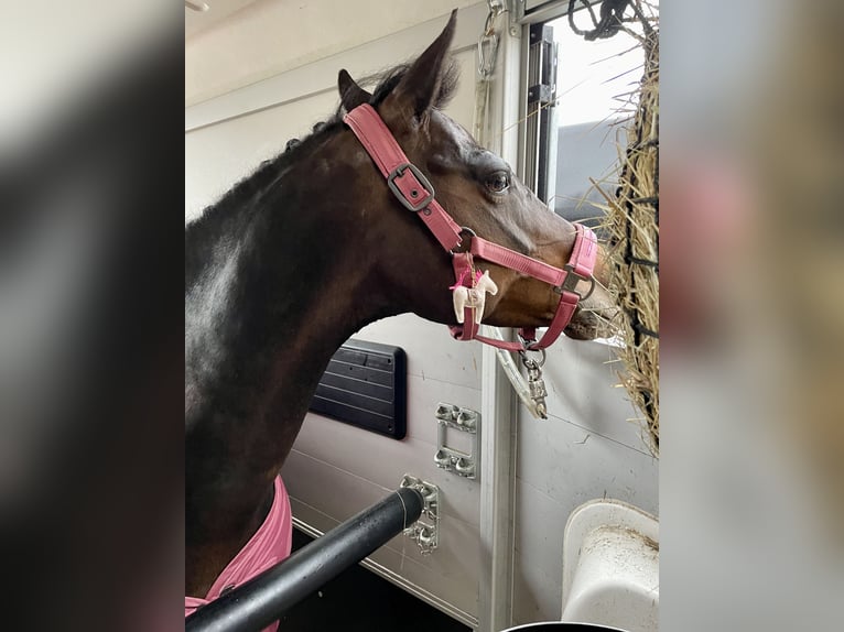 Deutsches Reitpony Stute 13 Jahre 147 cm Dunkelbrauner in Schenefeld