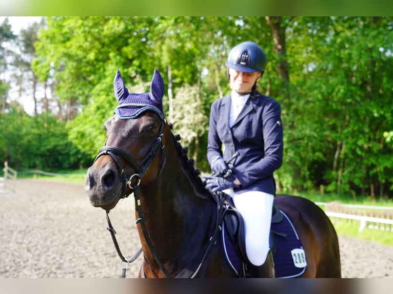 Deutsches Reitpony Stute 13 Jahre 147 cm Dunkelbrauner in Schenefeld