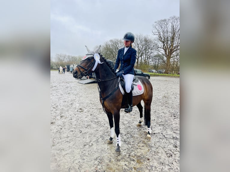 Deutsches Reitpony Stute 13 Jahre 147 cm Dunkelbrauner in Schenefeld