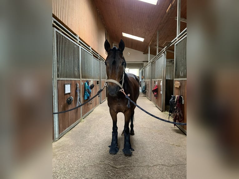 Deutsches Reitpony Stute 13 Jahre 147 cm Dunkelbrauner in Cadolzburg