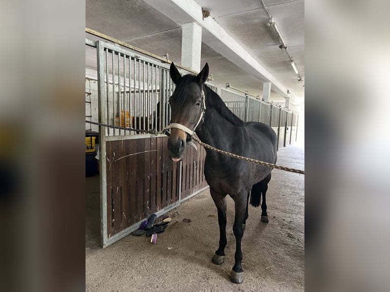 Deutsches Reitpony Stute 13 Jahre 147 cm Dunkelbrauner in Cadolzburg