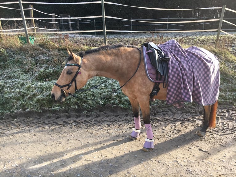 Deutsches Reitpony Stute 13 Jahre 147 cm Falbe in Much