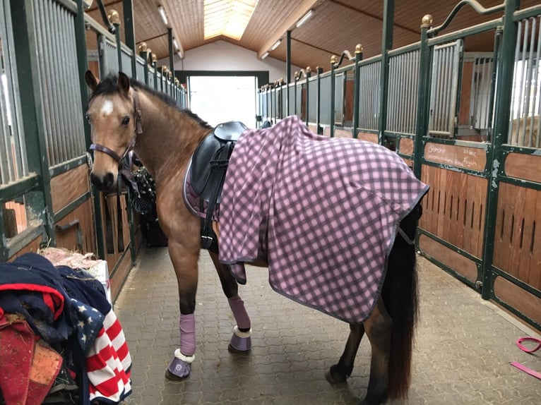 Deutsches Reitpony Stute 13 Jahre 147 cm Falbe in Much