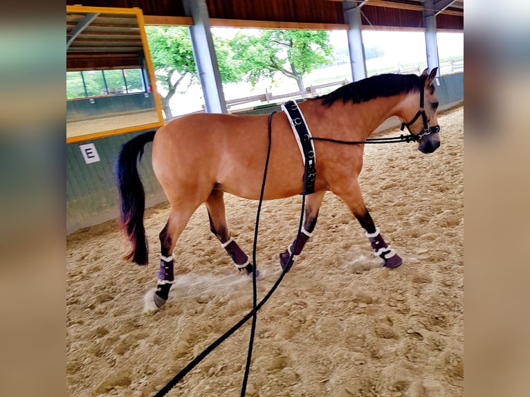 Deutsches Reitpony Stute 13 Jahre 147 cm Falbe in Much