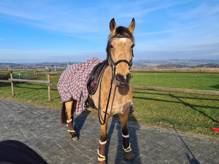 Deutsches Reitpony Stute 13 Jahre 147 cm Falbe in Much