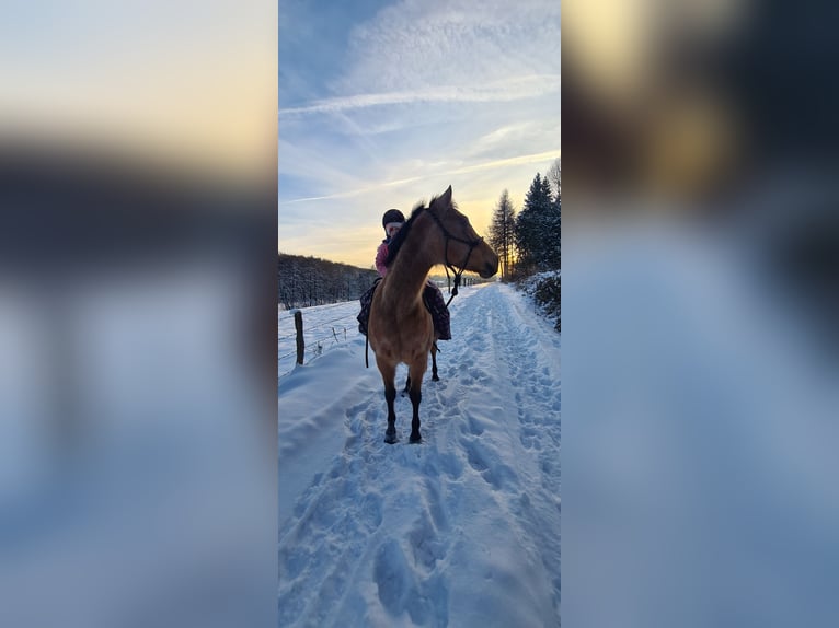 Deutsches Reitpony Stute 13 Jahre 147 cm Falbe in Much