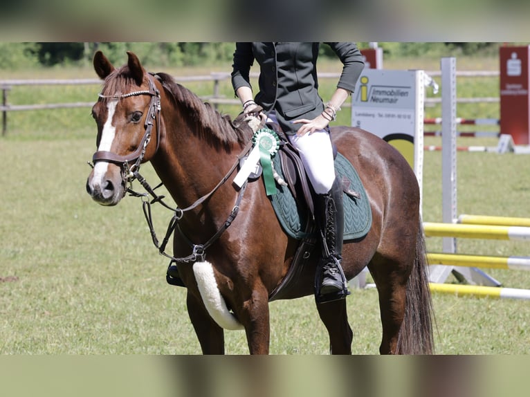 Deutsches Reitpony Stute 13 Jahre 147 cm Fuchs in Buchloe